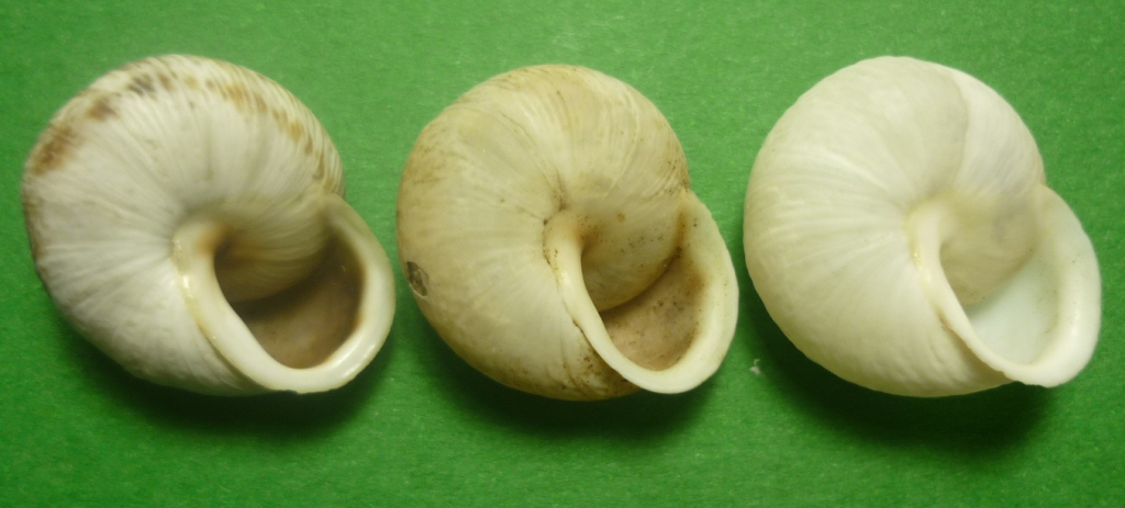 Marmorana muralis